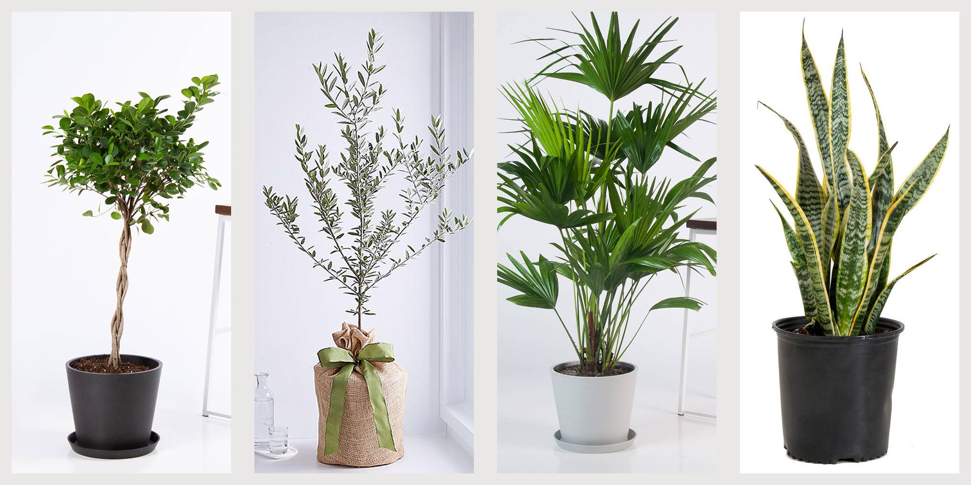 Front Page -GreenNest Store 4 plants 1579210528