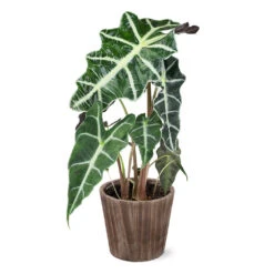 Alocasia Polly With Decorative Pot -GreenNest Store 5IN Brown Wilson with Alocasia Poly e43f88d9 a535 43db b620 678cc676ce45