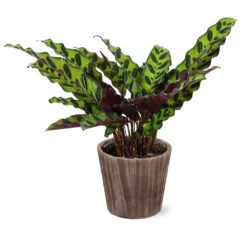 Calathea Rattlesnake With Decorative Pot -GreenNest Store 5IN Brown Wilson with Calathea Rattlesnake