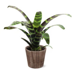 Zebra Plant In Decorative Pot -GreenNest Store 5IN Brown Wilson with Splinriet Bromeliad b0b5d4a4 c8f2 40fe b317 71eca7afa132