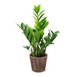 5-Inch ZZ Plant In Decorative Pot 8 5-Inch ZZ Plant In Decorative Pot -GreenNest Store 5IN Brown Wilson with ZZ d9618b4a 610c 4db9 824b 52b4d125a693