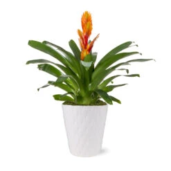 5-Inch Bromeliad In Decorative Pot -GreenNest Store 5IN Evi Orange Intenso Bromeliad with Moss Topping