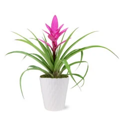5-Inch Bromeliad In Decorative Pot -GreenNest Store 5IN Evi Pink Antonio Bromeliad with Moss Topping 1