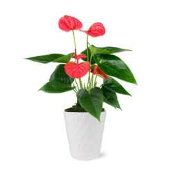 Pink Anthurium -GreenNest Store 5IN Evi Sweet Dream Pink Anthurium with Moss Topping