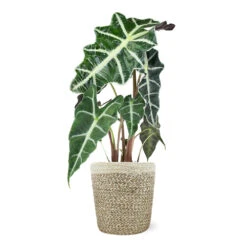 Alocasia Polly With Decorative Pot -GreenNest Store 5IN Jute with Alocasia Poly