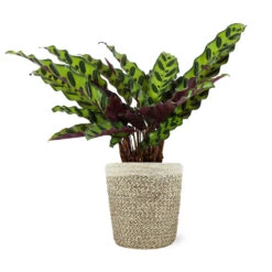 Calathea Rattlesnake With Decorative Pot -GreenNest Store 5IN Jute with Calathea Rattlesnake 8712e748 cba2 4cdf a992 b68b5f554875
