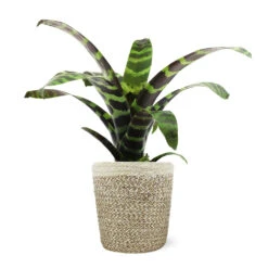 Zebra Plant In Decorative Pot -GreenNest Store 5IN Jute with Splinriet Bromeliad 88162cef 9c67 4003 9207 e88eb2700019