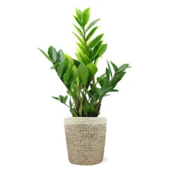 5-Inch ZZ Plant In Decorative Pot 9 5-Inch ZZ Plant In Decorative Pot -GreenNest Store 5IN Jute with ZZ 1a07c7a6 5ad0 44c5 b0da 41fcc0b7d538