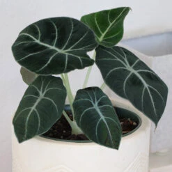 Alocasia Black Velvet -GreenNest Store ALocasia Black Velvet 7