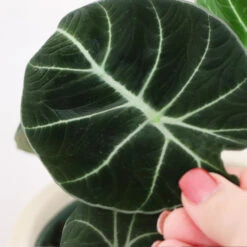 Alocasia Black Velvet -GreenNest Store ALocasia Black Velvet FGT 5