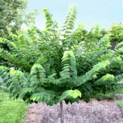 Ace Of Hearts Redbud Tree -GreenNest Store Ace of Hearts 2