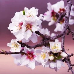 All-in-One Almond Tree -GreenNest Store All in One Almond 3 213f37af fac9 49c5 8a19 0aa42ca679e9