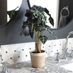 Alocasia Polly With Decorative Pot -GreenNest Store Alocasia 2