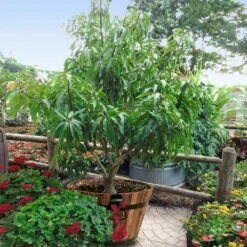 Alphonso Mango -GreenNest Store Alphonso Mango 1 FGT