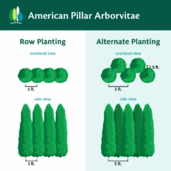 Full Speed A Hedge® American Pillar Arborvitae -GreenNest Store AmericanPillarArborvitae