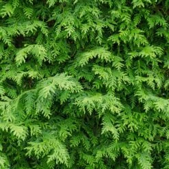 American Arborvitae -GreenNest Store American Arborvitae