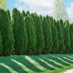 American Arborvitae -GreenNest Store American Arborvitae 2 FGT