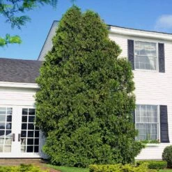 American Arborvitae -GreenNest Store American Arborvitae 6