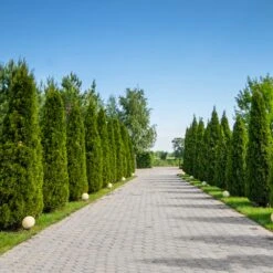 American Arborvitae -GreenNest Store American Arborvitae 8 FGT