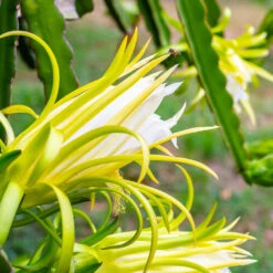 American Beauty Dragon Fruit 10 American Beauty Dragon Fruit -GreenNest Store American Beauty Dragon Friuit 3