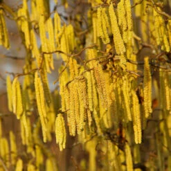 American Hazelnut Filbert -GreenNest Store American Hazelnut 2