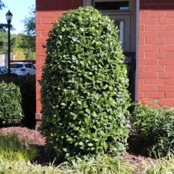 Greenleaf American Holly Shrub -GreenNest Store American Holly Greenleaf 6 FGT