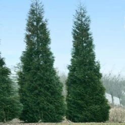 Full Speed A Hedge® American Pillar Arborvitae -GreenNest Store American Pillar Arborvitae 1
