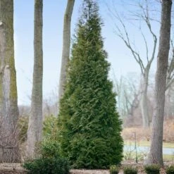Full Speed A Hedge® American Pillar Arborvitae -GreenNest Store American Pillar Arborvitae 2