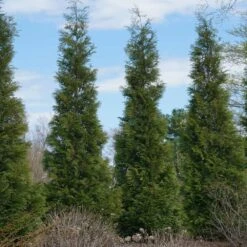 Full Speed A Hedge® American Pillar Arborvitae -GreenNest Store American Pillar Arborvitae 3