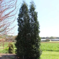 Full Speed A Hedge® American Pillar Arborvitae -GreenNest Store American Pillar Arborvitae 5 FGT
