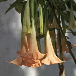 Peach Angel Trumpet -GreenNest Store Angel Trumpet Vine 1 FGT