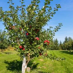 Anna Apple Tree -GreenNest Store Anna Apple 5 18fd1efa 6104 495b b124 94041e7fae48