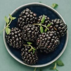 Apache Blackberry - USDA Organic -GreenNest Store Apache Blackberry 450 D2 0178c099 4324 413f a424 048cda519a64