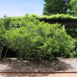 Apollo Winterberry Holly Shrub 5 Apollo Winterberry Holly Shrub -GreenNest Store Apollo WInterberry 2