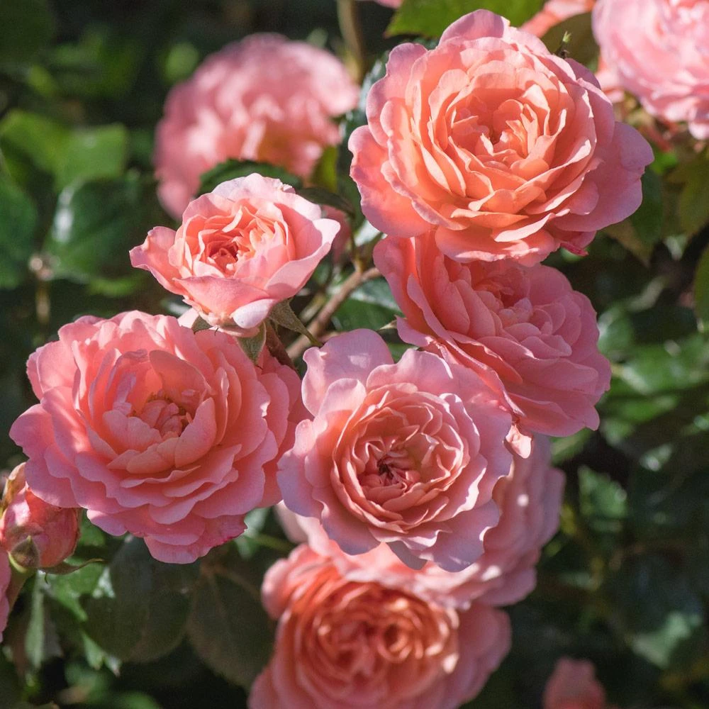 Apricot Drift® Rose 3 Apricot Drift® Rose - Image 3