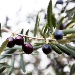 Arbequina Olive Tree - USDA Organic 8 Arbequina Olive Tree - USDA Organic -GreenNest Store Arbequina Olive 2 FGT 59db1ad0 ae94 44e8 a3fd ed29b67f0ba4