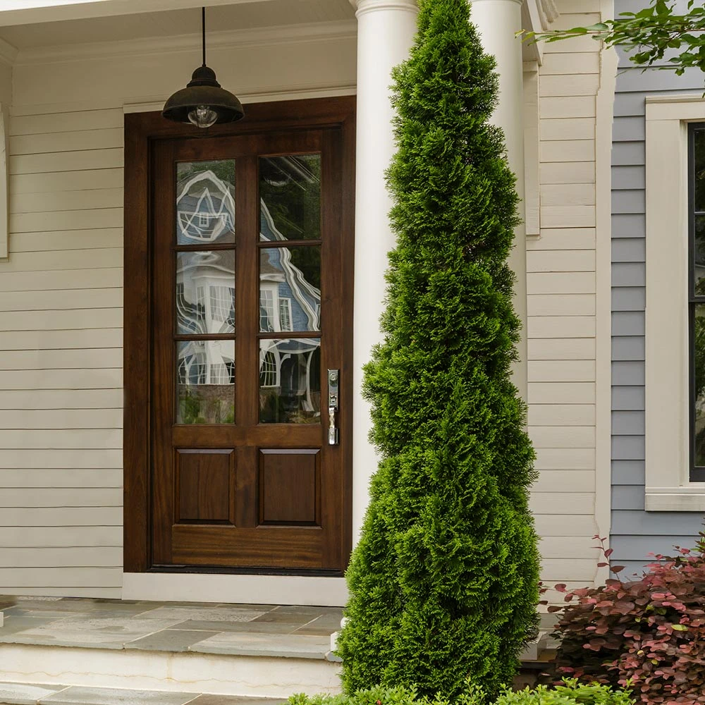 Degroot's Spire Thuja Arborvitae Tree 4 Degroot's Spire Thuja Arborvitae Tree - Image 4