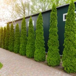 Degroot's Spire Thuja Arborvitae Tree 9 Degroot's Spire Thuja Arborvitae Tree -GreenNest Store Arborvitae degroots Spire 6 FGT