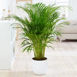 Boho House Plant Kit -GreenNest Store Areca Palm 4 FGT fcbe875e 49cd 4b51 b093 6501553ebaf3