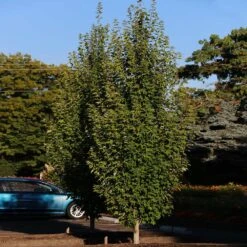 Armstrong Gold® Maple -GreenNest Store Armstrong Gold 3