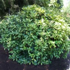 Japanese Gold Dust Aucuba Shrub