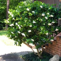 August Beauty Gardenia Shrub 9 August Beauty Gardenia Shrub -GreenNest Store August Beauty Gardenia 3 FGT