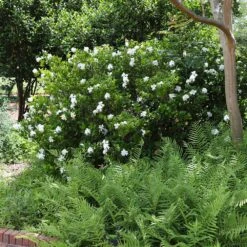 August Beauty Gardenia Shrub 8 August Beauty Gardenia Shrub -GreenNest Store August Beauty Gardenia 4 FGT