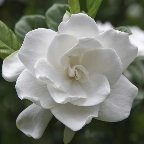 August Beauty Gardenia Shrub 3 August Beauty Gardenia Shrub - Image 3