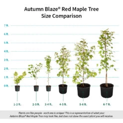 Autumn Blaze® Red Maple Tree -GreenNest Store Autumn Blaze Red Maple Size Comparison ugc test