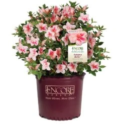 Autumn Belle® Encore® Azalea Shrub -GreenNest Store Autumn Belle Encore Azalea 1