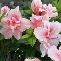 Autumn Belle® Encore® Azalea Shrub -GreenNest Store Autumn Belle Encore Azalea FGT 3