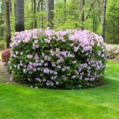 Autumn Belle® Encore® Azalea Shrub -GreenNest Store Autumn Belle Encore Azalea FGT 5