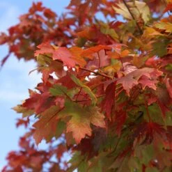 Autumn Blaze® Red Maple Tree -GreenNest Store Autumn Blaze Maple 1 FGT 02e73945 a16c 4061 b9a0 6b4cb44f5bb6