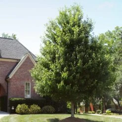 Autumn Blaze® Red Maple Tree -GreenNest Store Autumn Blaze Maple 2 FGT